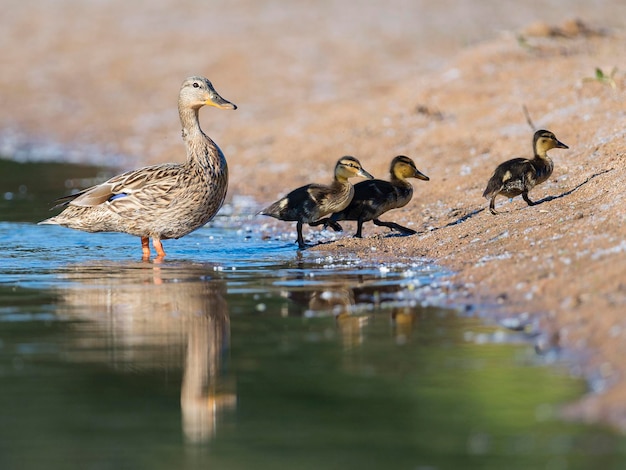 Stockente Anas platyrhynchos Malaga Spanien