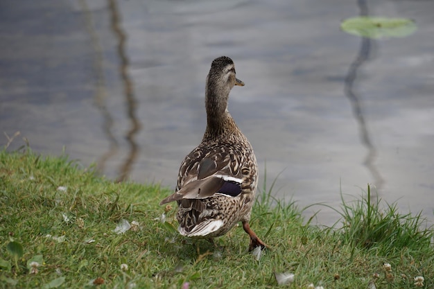 Stockente auf Graswasser im Hintergrund