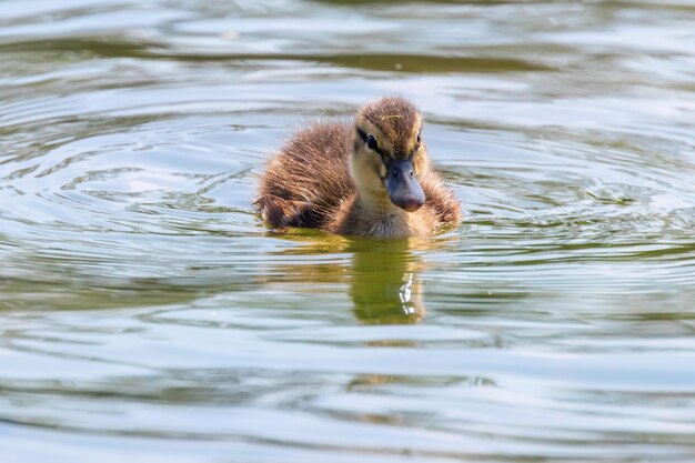 Stockente Baby auf der Wasseroberfläche, Entenküken schwimmen