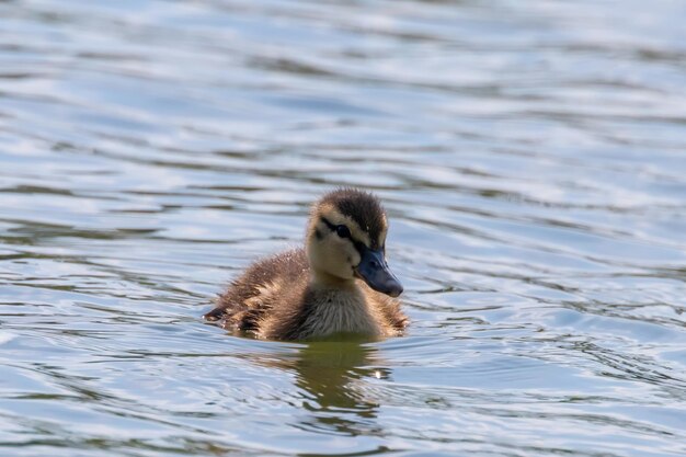 Stockente Baby auf der Wasseroberfläche, Entenküken schwimmen