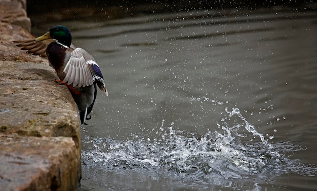 Stockente, die im Fluss badet