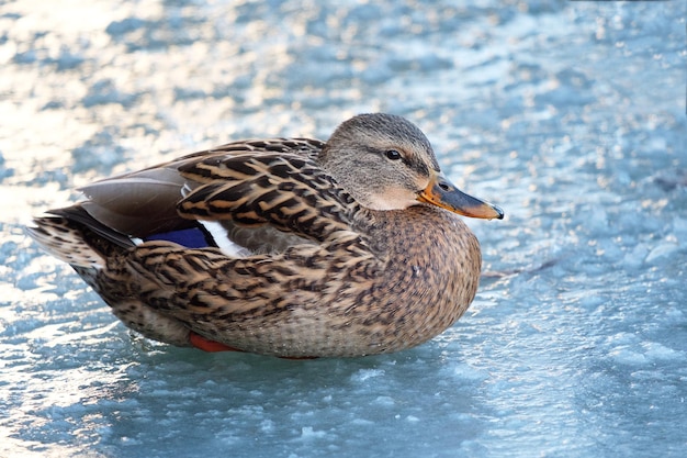 Stockente, Ente auf dem Eis