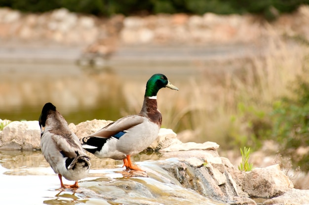 Stockente Enten