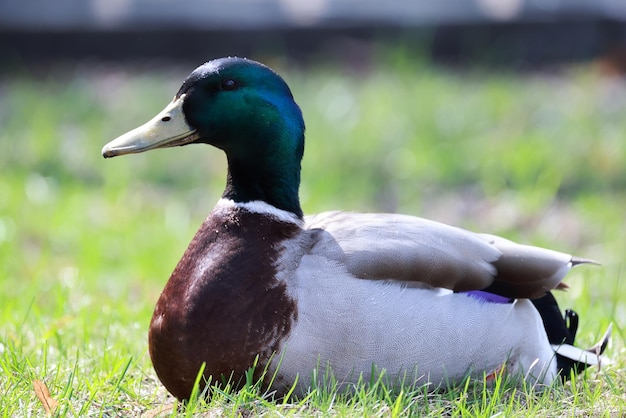 Stockente in freier Wildbahn, Zugvogel, saisonale Migration