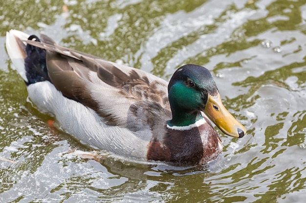 Stockente nah oben im Wasser