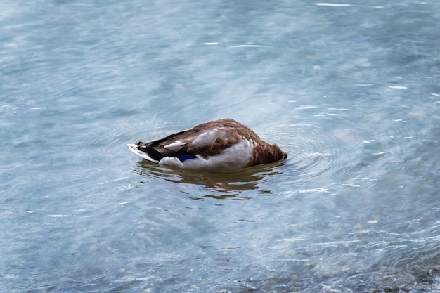 Stockente oder Teal-Tauchen auf Nahrungssuche im See