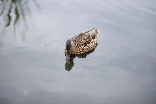 stockente weibliches nahaufnahmeporträt. Stockente auf dem Wasser, unter den Schilfrohren. Stockente, die im Teich schwimmt