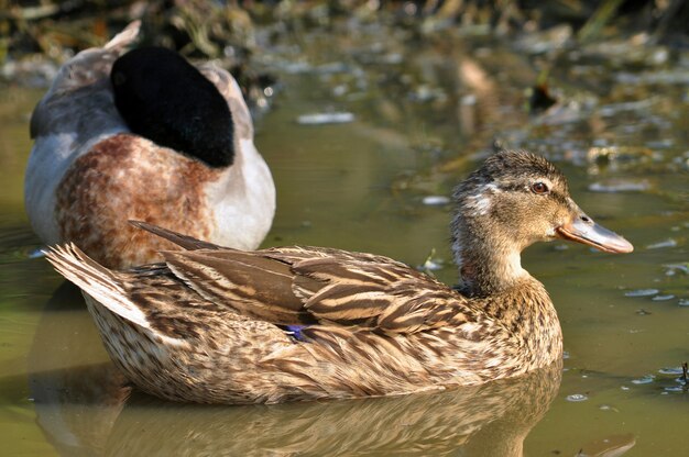 Foto stockente