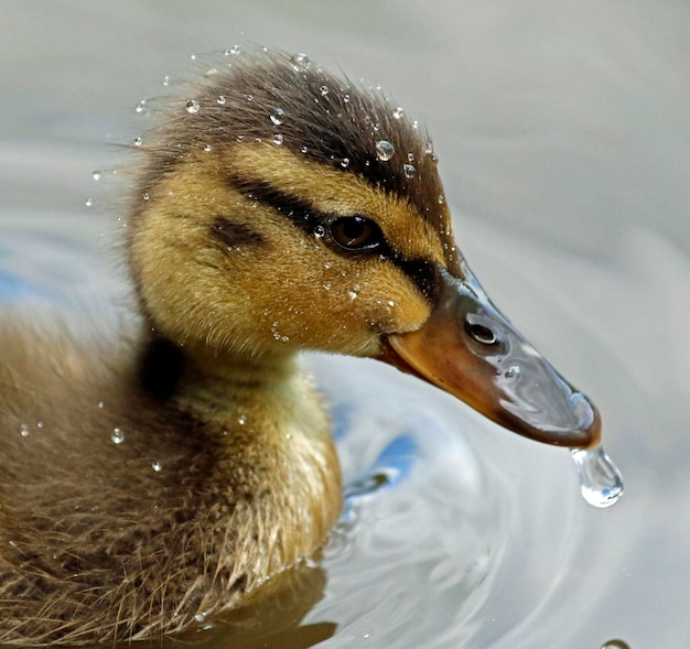 Stockentenküken schwimmen auf einem gespiegelten See