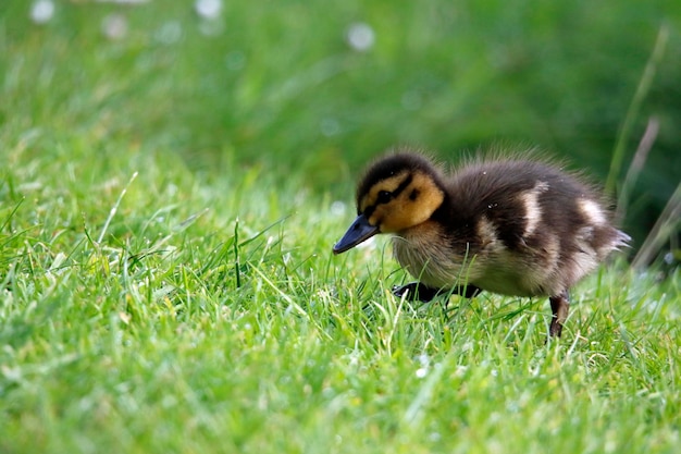 Stockentenküken schwimmen auf einem Teich