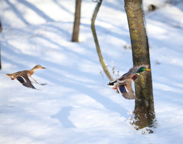 Stockentenmännchen in der Fliege