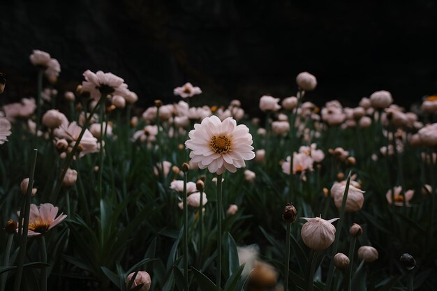 StockImage Close-up de canteiros de flores em flor em fundo floral sombrio e mal-humorado