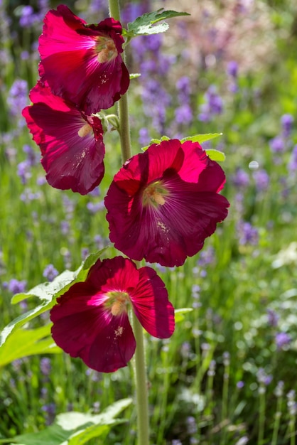 Stockrose (Alcea) blüht in East Grinstead