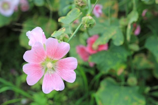 Stockrose Blume in einem Garten