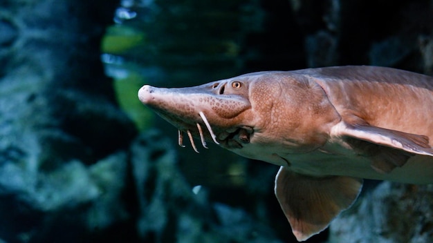 Stör schwimmt unter Wasser Kopf des Störs Nahaufnahme der Unterwasserwelt