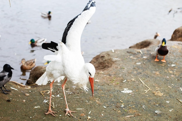 Störche am See Porträt eines Storchs Storch isst Brot mit Schnabel und Flügelschlag