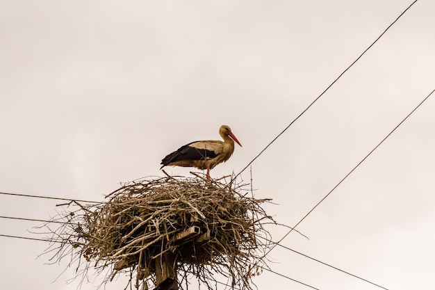 Störche im Nest auf einem hohen Strommast