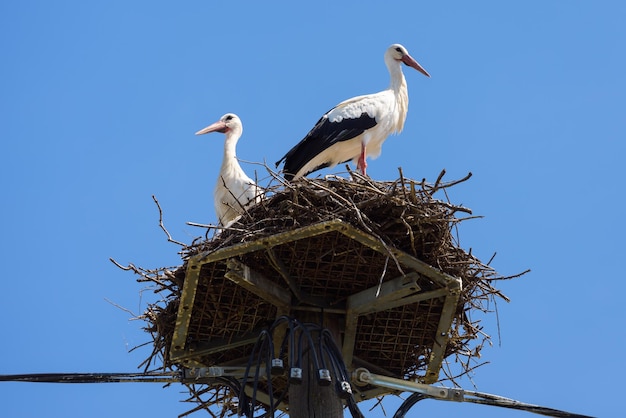 Störche im Nest auf einer speziellen Stange in der Stadt Paar weiße Vögel im Sommer