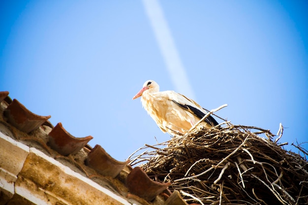 Störche in ihrem Nest