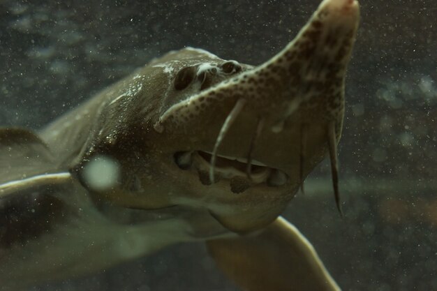 Störe fischen im Wassertank.