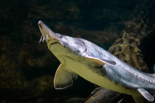 Störe schwimmen unter Wasser