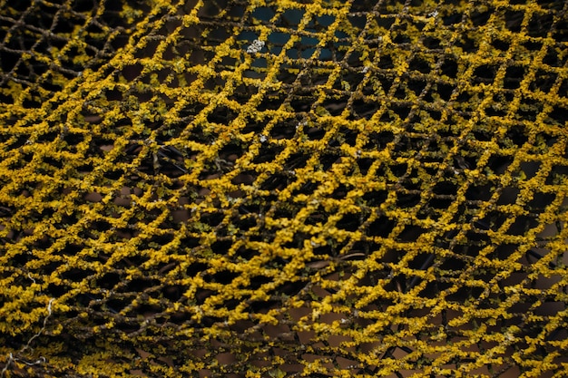 Stoffgewebe mit Moos bedeckt Die Textur von Moos und Schimmel Abstrakter Hintergrund