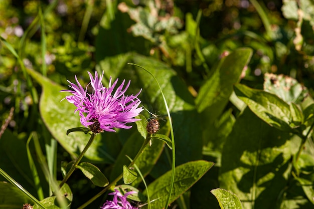 Stokes Aster Stokesia laevis flor rosa púrpura