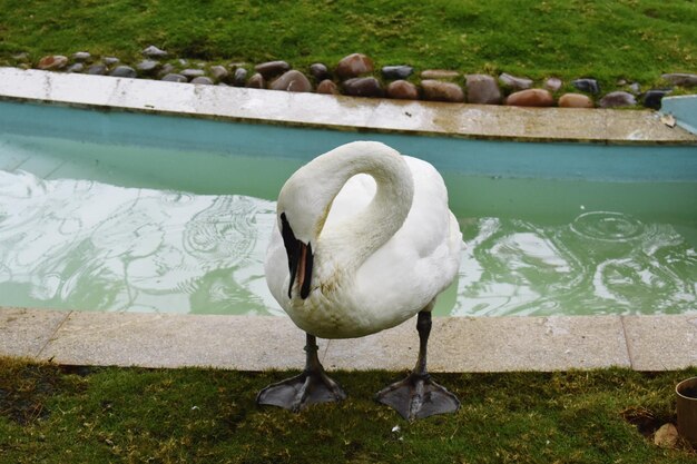 Stolzer, anmutiger Vogel Weißer Schwan