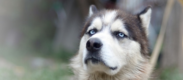 Stolzer hübscher junger heiserer Hund mit Kopf im Profil, das im Garten sitzt