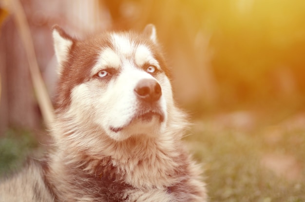 Stolzer hübscher junger Huskyhund mit Kopf im Profil, der im Garten sitzt