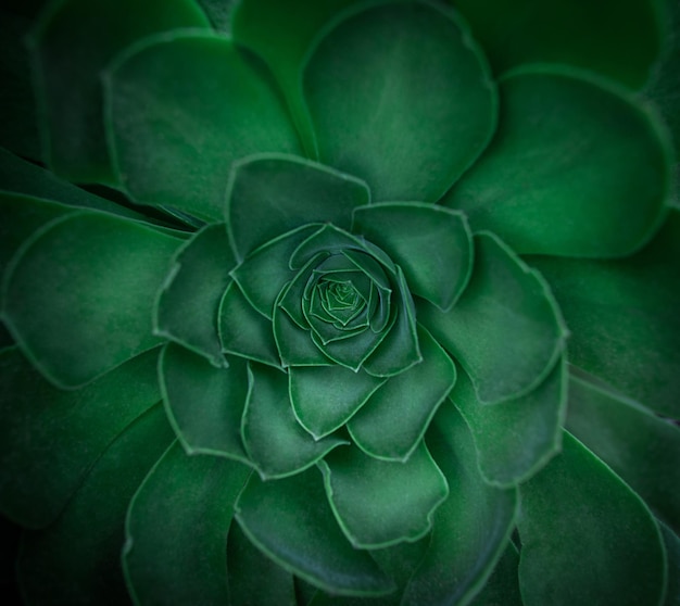 Stone Rose eine Sukkulente Hintergrundbild