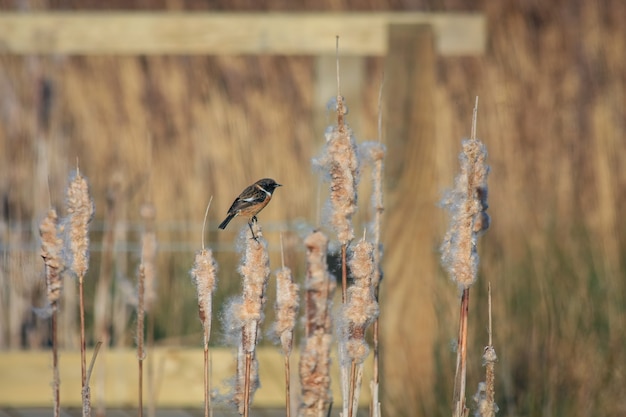 Stonechat comum (Saxicola rubicola) empoleirado em uma cabeça de semente de junco