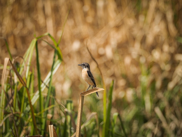 Foto stonechat comum