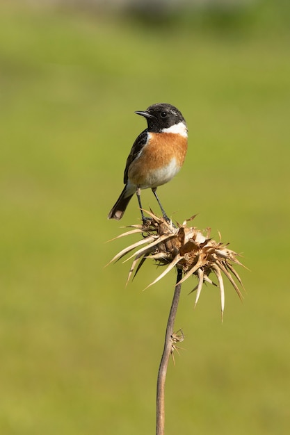 Stonechat común macho con plumaje de época de apareamiento en la naturaleza