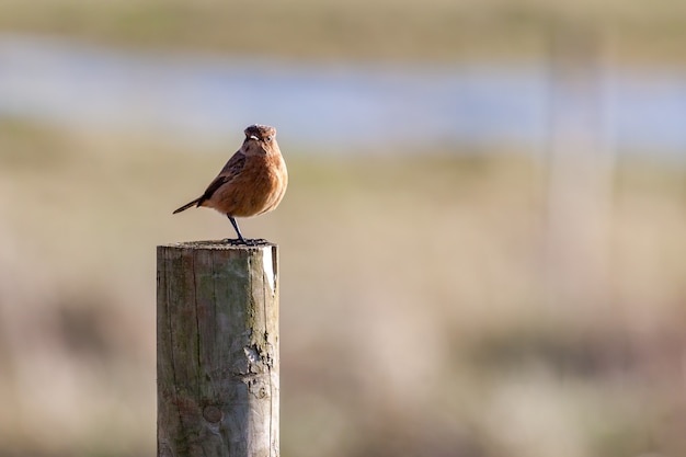 Stonechat común (Saxicola rubicola) descansando sobre un poste de madera