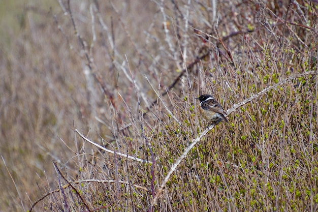 Stonechat común (Saxicola rubicola) en Hope Gap cerca de Seaford