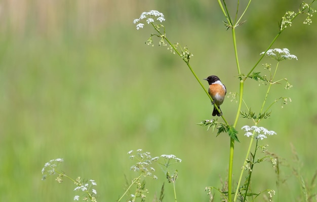 Stonechat europeo Saxicola rubicola Un pájaro macho se sienta en un tallo de una planta sobre un hermoso fondo verde