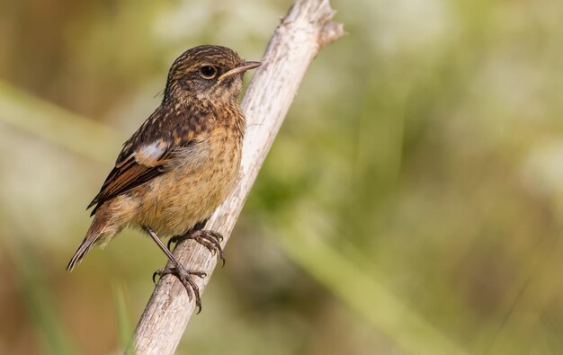 Stonechat europeu De manhã cedo, um jovem pássaro senta-se no caule de uma planta