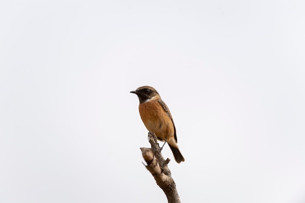 Stonechat europeu Saxicola rubicola Málaga Espanha