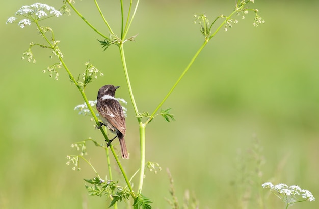 Stonechat europeu saxicola rubicola um pássaro macho senta-se em uma haste de uma planta em um belo fundo verde