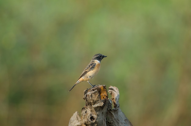 Stonechat oriental masculino bonito