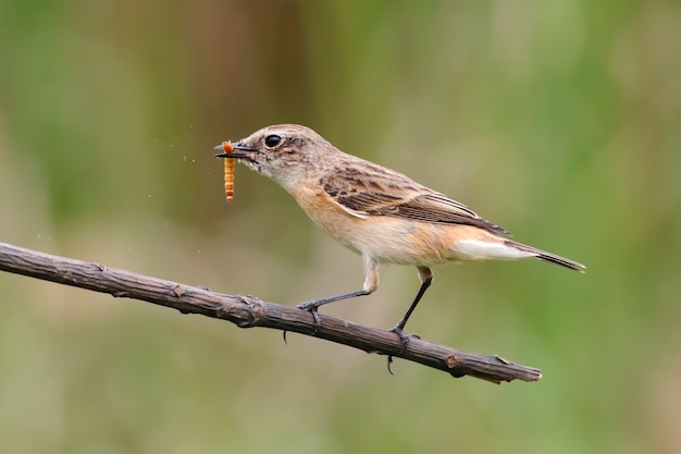 Stonechat oriental Saxicola stejnegeri Belas aves femininas comendo um verme