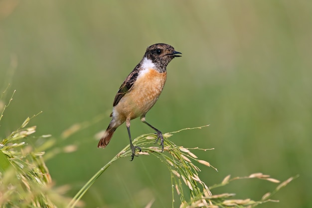 Stonechat Oriental Saxicola stejnegeri Belo macho aves da Tailândia