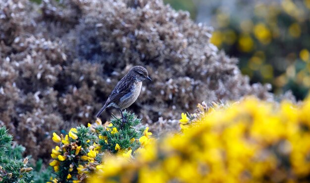 Stonechats empoleirados em arbustos de tojo floridos no País de Gales