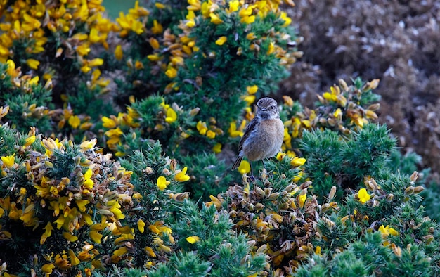 Stonechats encaramados en arbustos de aulagas en flor en Gales