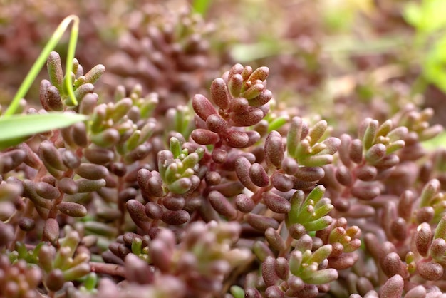Stonecrop o Sedum rock o Sedum rupestre es una especie de plantas suculentas del género Sedum de la familia Crassulaceae