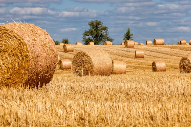 Stoppeln vom Weizen auf einem ländlichen Feld