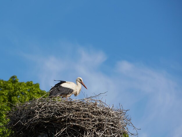 Storch auf Nest gegen blauen Himmel Weißstorch steht zu Hause