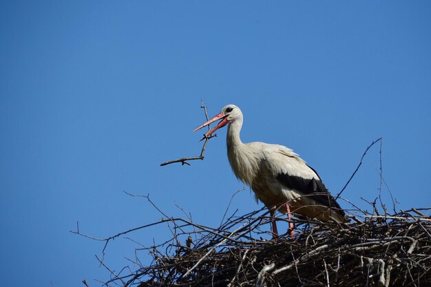 Storch beim Nestbau mit Ast im Schnabel