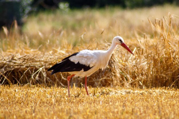 Foto storch en el campo